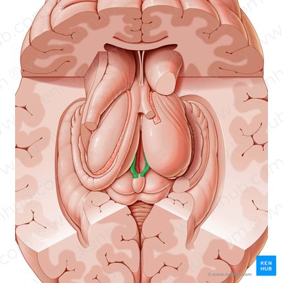 Stria medullaris thalami (Markstreifen des Thalamus); Bild: Paul Kim