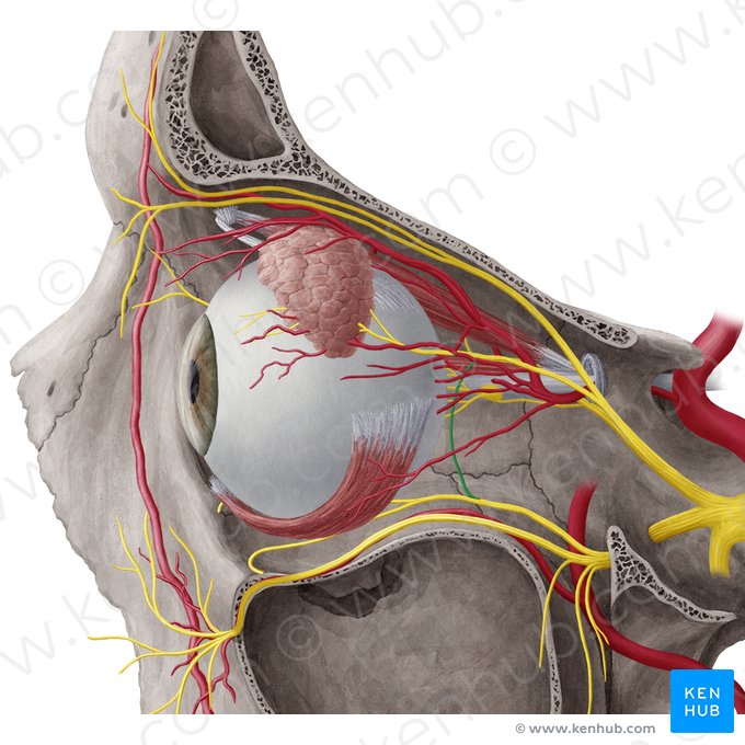 Communicating branch of zygomatic nerve to lacrimal nerve (Ramus communicans lacrimalis nervi zygomatici); Image: Yousun Koh