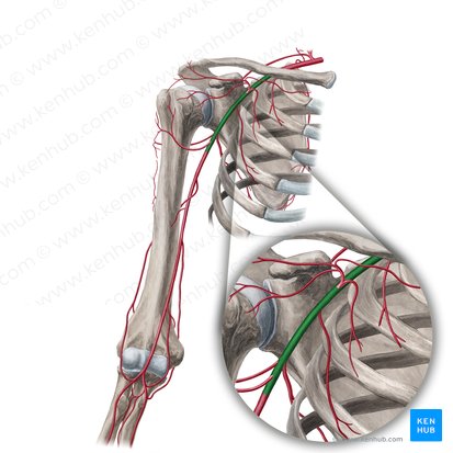 Axillary artery (Arteria axillaris); Image: Yousun Koh