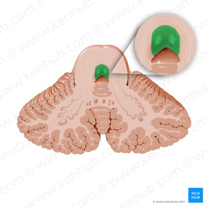 Fasciculus longitudinalis medialis (Mediales Längsbündel); Bild: Paul Kim