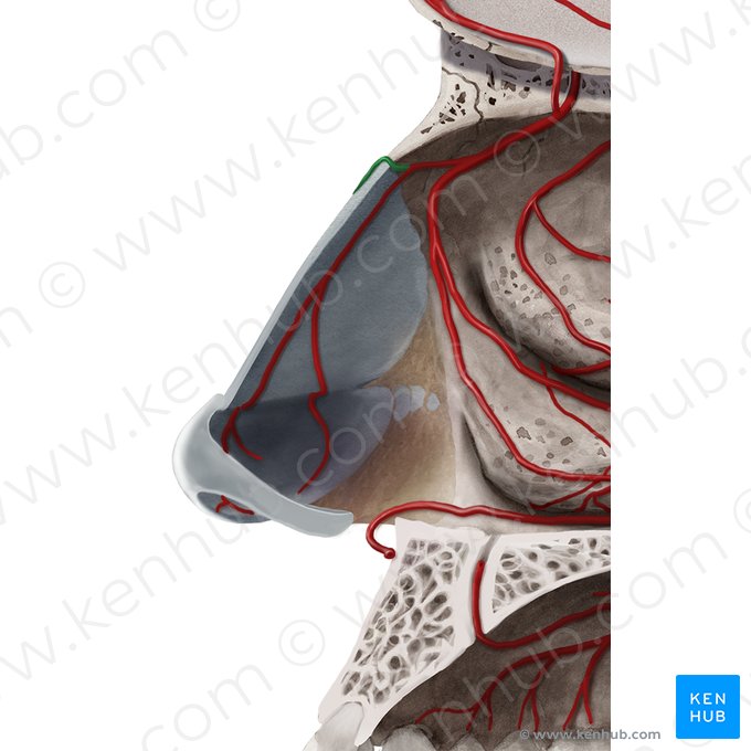 Ramos nasais externos da artéria etmoidal anterior (Rami nasales externi arteriae ethmoidalis anterioris); Imagem: Begoña Rodriguez