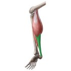 Achilles tendon