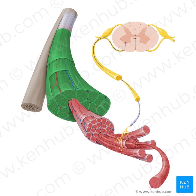 Venter muscularis (Muskelbauch); Bild: Paul Kim