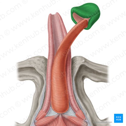 Glans penis (Eichel); Bild: Samantha Zimmerman