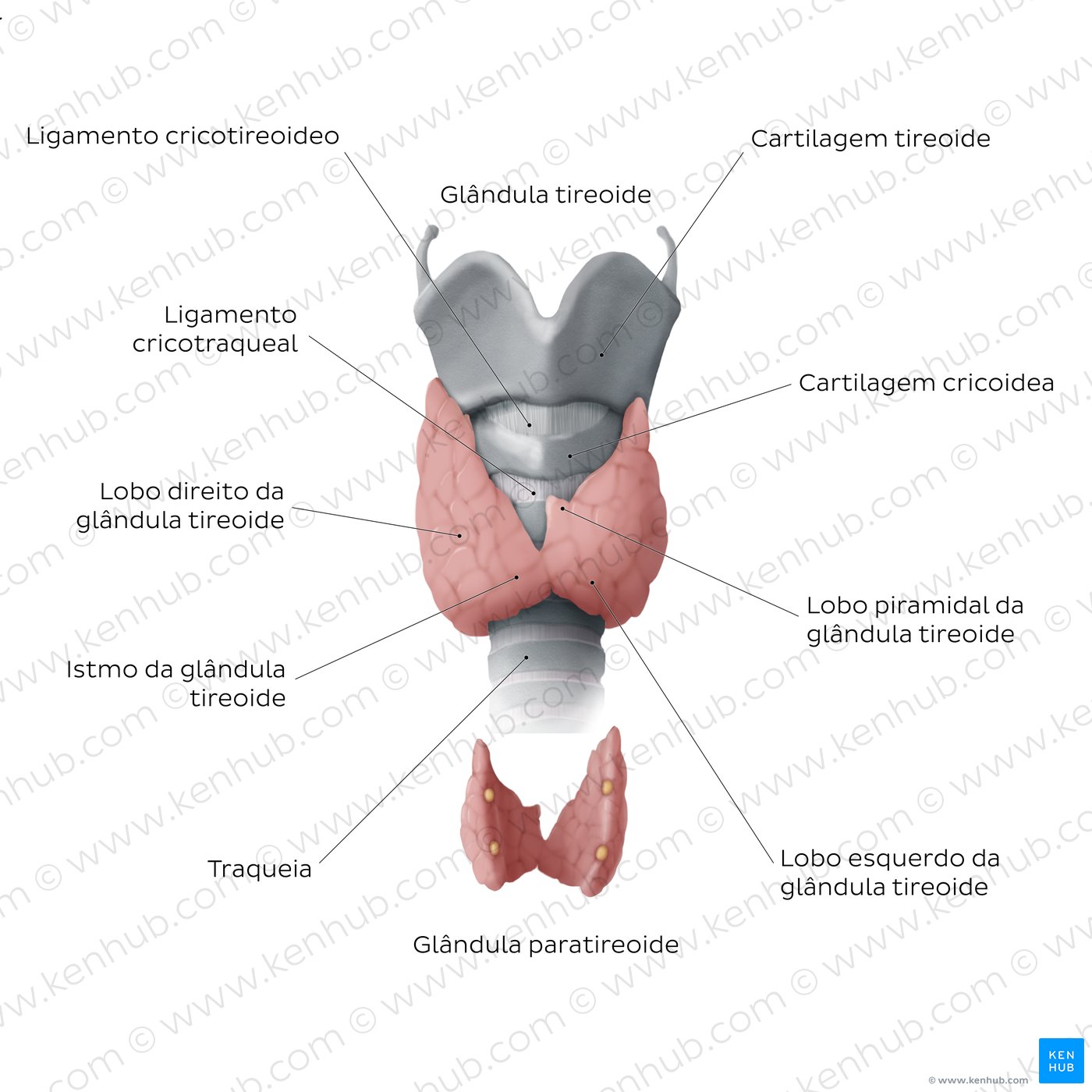 Maior Glandula Do Corpo