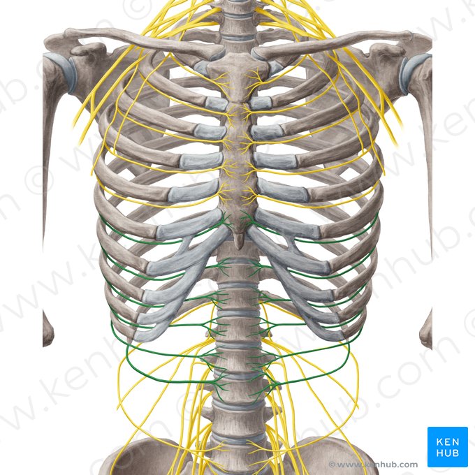 6º-11º nervio intercostal (Nervi intercostales 6-11); Imagen: Yousun Koh