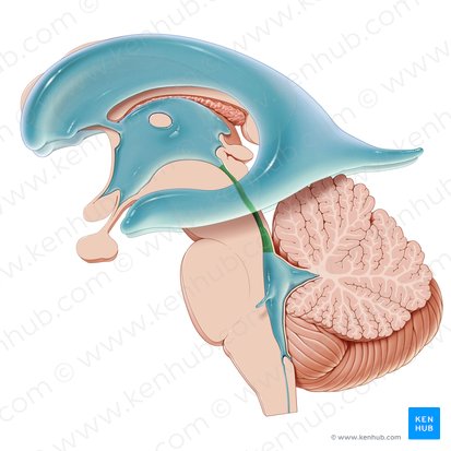 Acueducto mesencefálico (Aqueductus cerebri); Imagen: Paul Kim