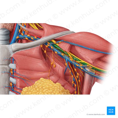 Axillary artery (Arteria axillaris); Image: Samantha Zimmerman