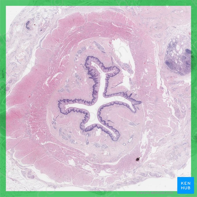 Esôfago (Oesophagus); Imagem: 