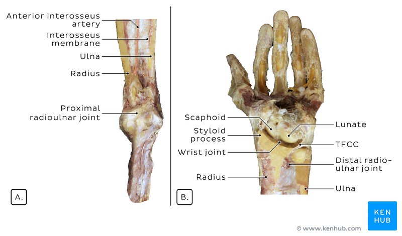 Proximal and distal radioulnar joints