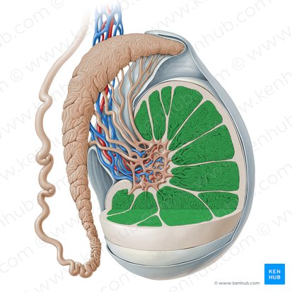 Lóbulo del testículo (Lobulus testis); Imagen: Paul Kim