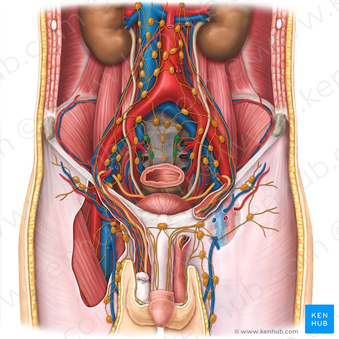 Nodi lymphoidei sacrales laterales (Seitliche Kreuzbeinlymphknoten); Bild: Esther Gollan