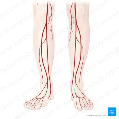 Dorsalis pedis artery (Arteria dorsalis pedis); Image: Begoña Rodriguez