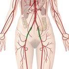 External iliac artery