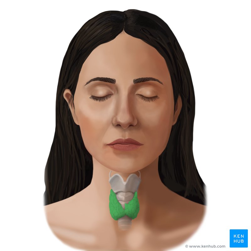 Thyroid gland - ventral view