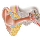 Hearing