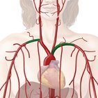 Artéria Subclávia – Abordagem Regional e Mnemônica