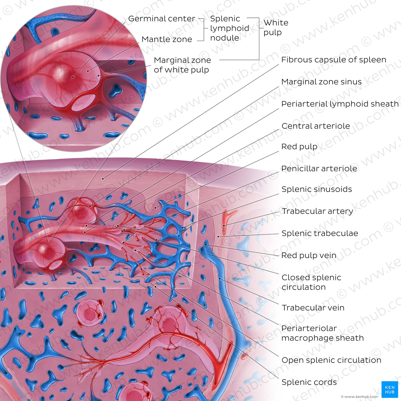 Solar Plexus Anatomy, Location & Function - Video & Lesson Transcript