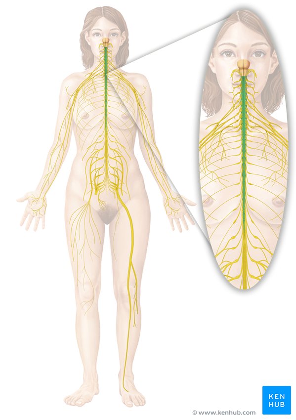 Nervous system (Spinal cord) - ventral view