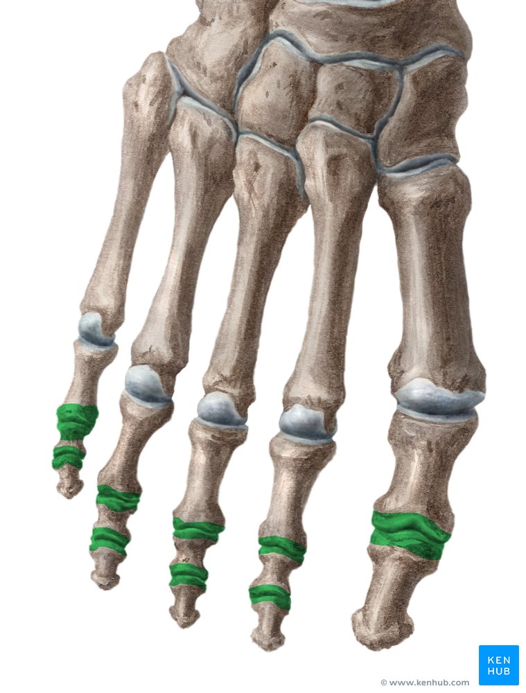 Interphalangeal joints of the foot  (Articulationes interphalangeae pedis)