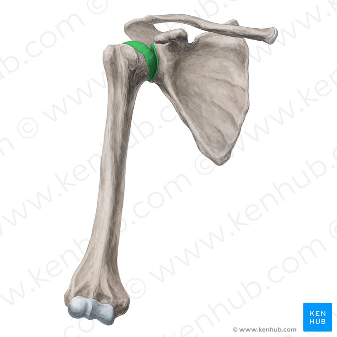 Articulation glénohumérale (Articulatio glenohumeralis); Image : Yousun Koh