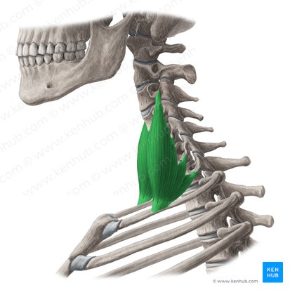 Musculus scalenus medius (Mittlerer Treppenmuskel); Bild: Yousun Koh