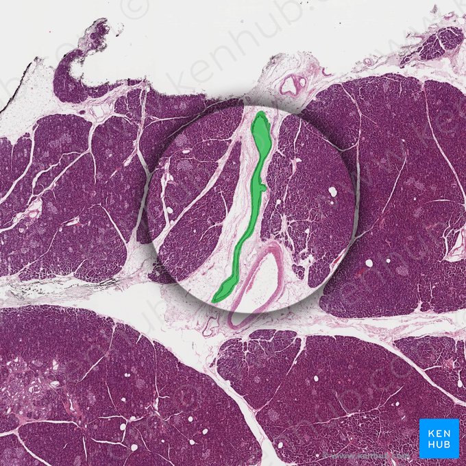 Ramus pancreaticus venae splenicae (Bauchspeicheldrüsenast der Milzvene); Bild: 