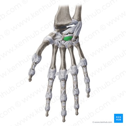 Palmar capitohamate ligament (Ligamentum capitohamatum palmare); Image: Yousun Koh