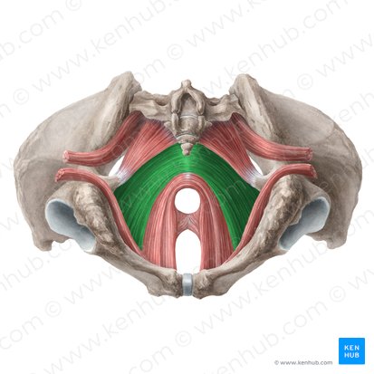 Músculo iliococcígeo (Musculus iliococcygeus); Imagem: Liene Znotina