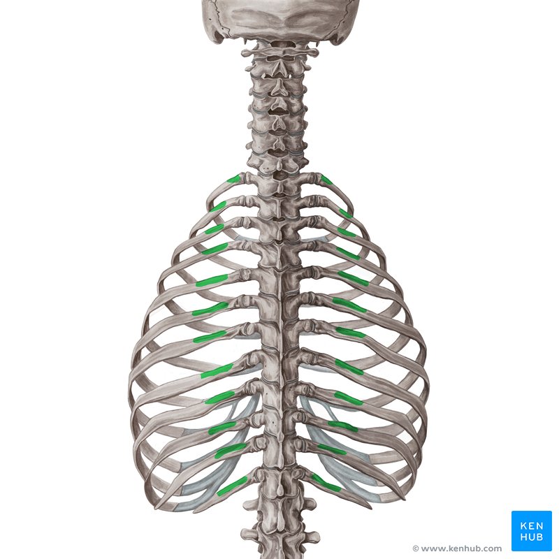 Costal attachments of levatores costarum muscles - diagram