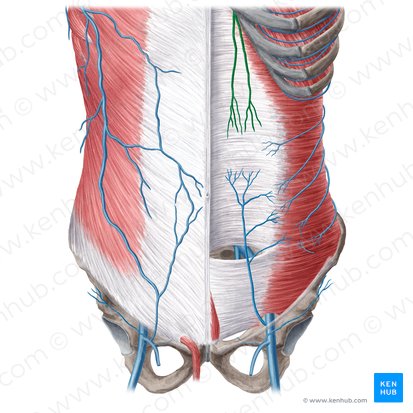 Superior epigastric vein (Vena epigastrica superior); Image: Yousun Koh