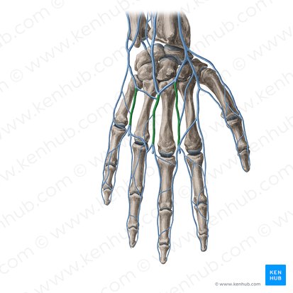 Dorsal metacarpal veins (Venae metacarpeae dorsales); Image: Yousun Koh