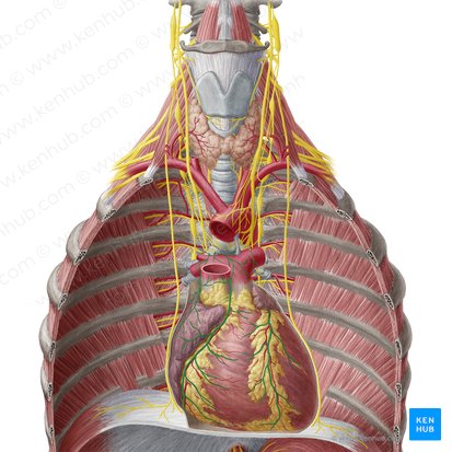 Cardiac plexus (Plexus cardiacus); Image: Yousun Koh