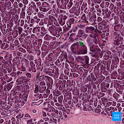 Célula acinar pancreática (Pancreatocytus exocrinus); Imagen: 