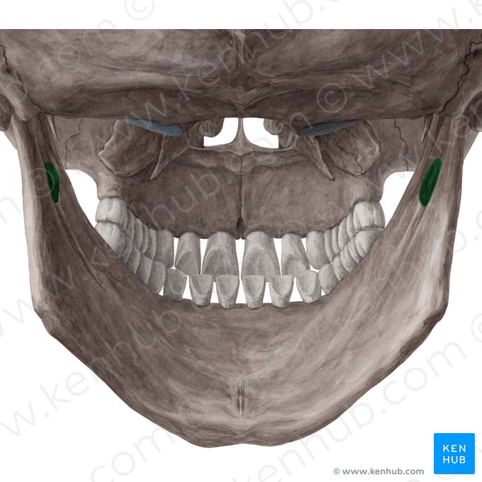 Mandíbula - Vista Posterior  Anatomy, Head and neck, Occipital