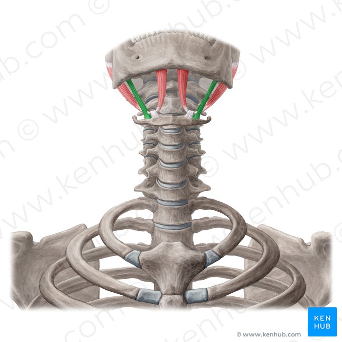 Músculo estilohioideo (Musculus stylohyoideus); Imagen: Yousun Koh