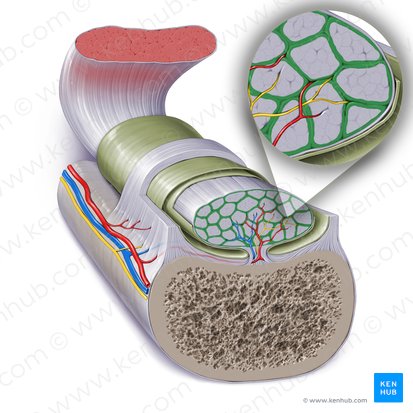 Endotendon (Endotendo); Image: Paul Kim