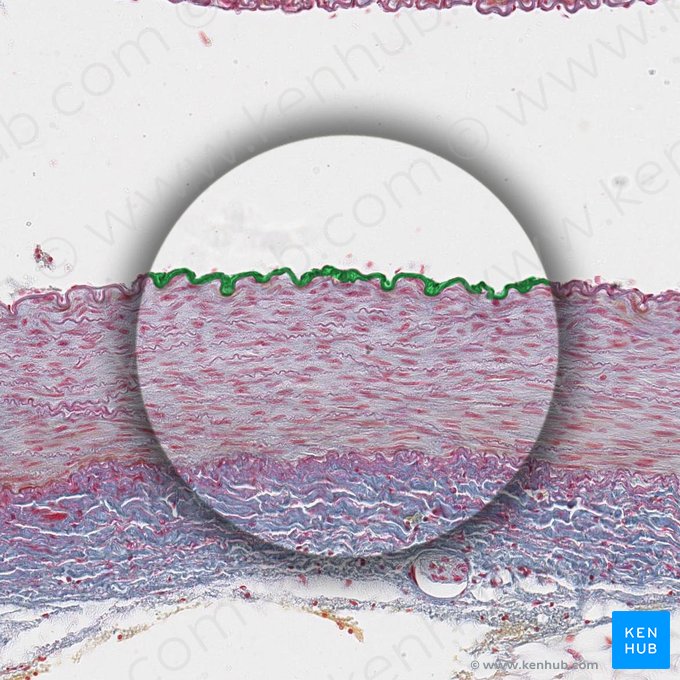 Endothelium of artery (Endothelium arteriae); Image: 