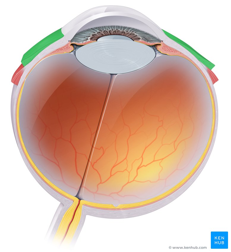 Bulbar conjunctiva: Cranial view