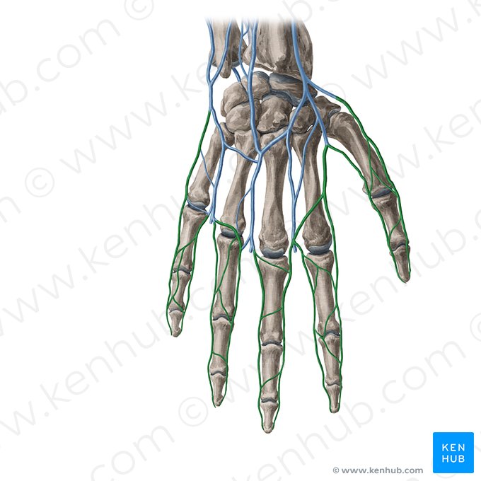 Venas digitales dorsales de la mano (Venae digitales dorsales manus); Imagen: Yousun Koh
