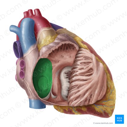 Septo interatrial (Septum interatriale); Imagen: Yousun Koh