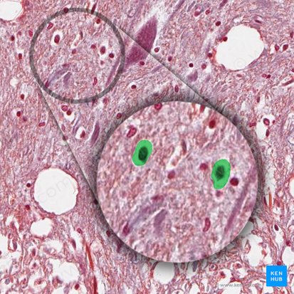 Oligodendrocito (Oligodendrocytus); Imagen: 
