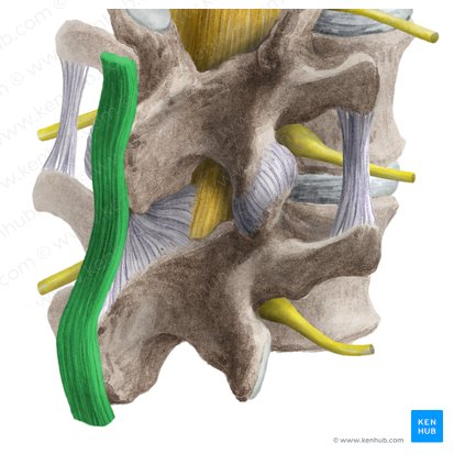 Supraspinous ligament (Ligamentum supraspinale); Image: Liene Znotina