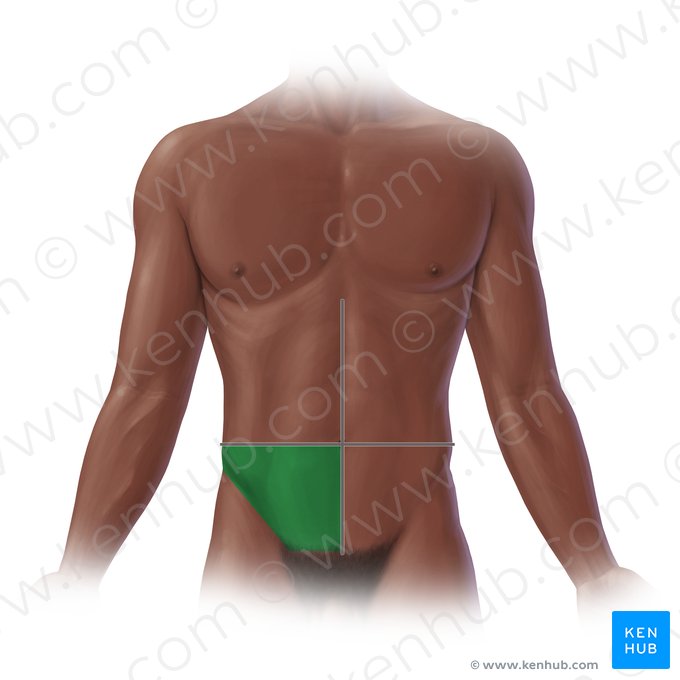 Right lower quadrant (Quadrans inferior dexter); Image: Paul Kim