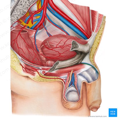 Arteria dorsalis penis (Rückenarterie des Penis); Bild: Irina Münstermann