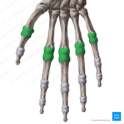 Articulationes metacarpophalangeae (Grundgelenke der Finger); Bild: Yousun Koh