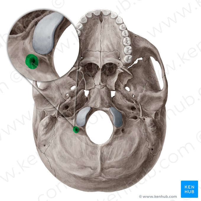Canal condilar do osso occipital (Canalis condylaris); Imagem: Yousun Koh