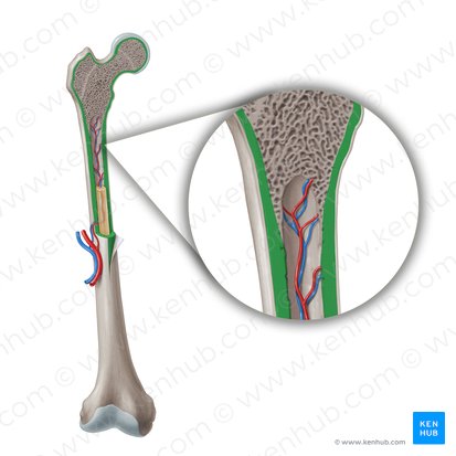 Hueso compacto (Textus osseous compactus); Imagen: Paul Kim