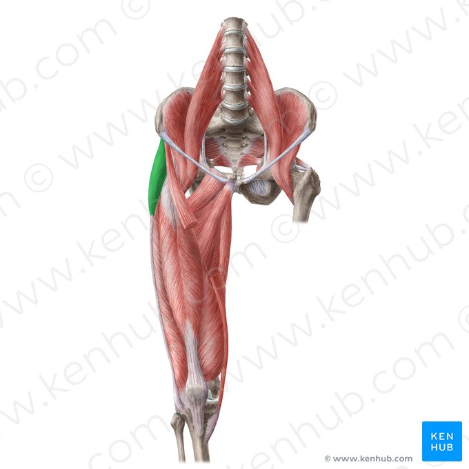 Músculo tensor de la fascia lata (Musculus tensor fasciae latae); Imagen: Liene Znotina