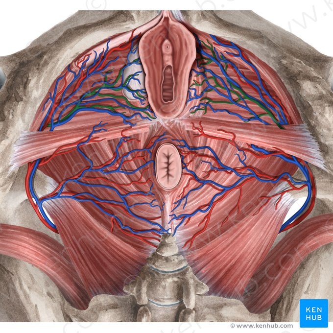 Arteria bulbi vestibuli vaginae (Vorhofschwellkörperarterie); Bild: Rebecca Betts